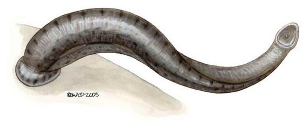 蚂蟥吃进肚子会繁殖吗,蚂蟥吃进胃里的后果