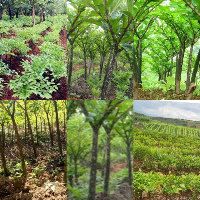 魔芋病虫害怎么防治,魔芋病虫害防治办法