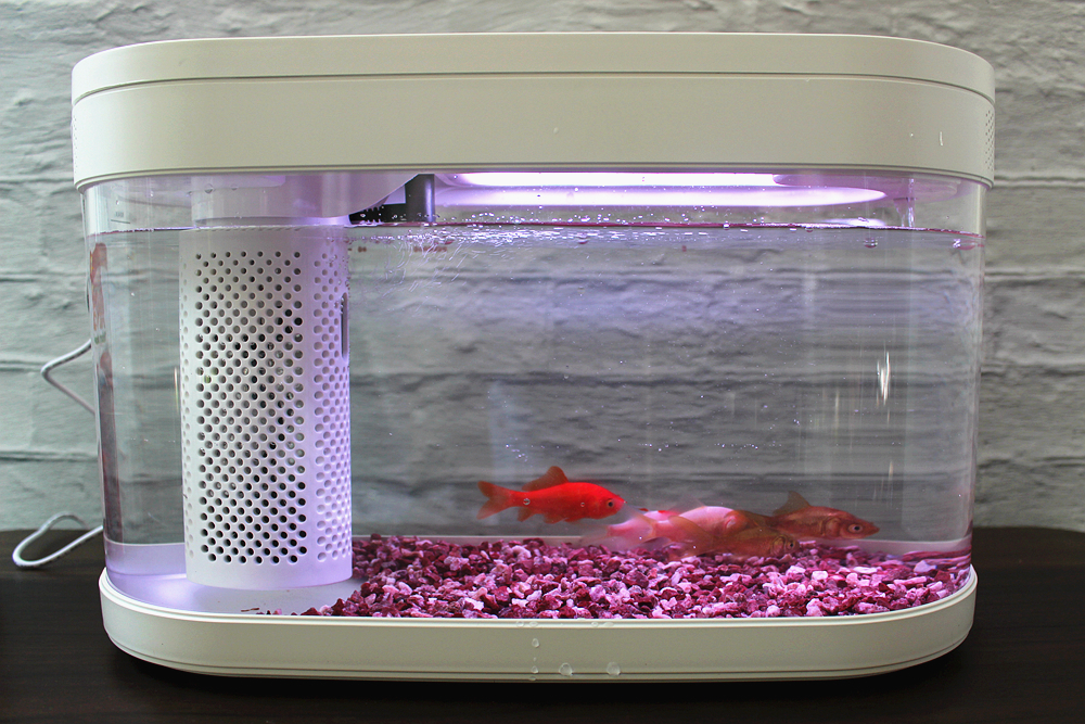 养鱼日记森森鱼缸,水族箱造景养鱼日记