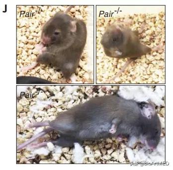 RNA疗法新策略：lncRNA功能元件制剂具备苯*酮丙**尿症治疗潜力