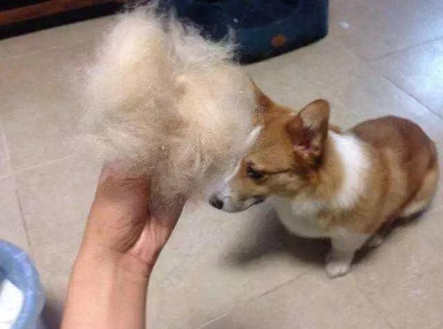 洁癖的狗狗,最爱掉毛的几种狗养之前要三思