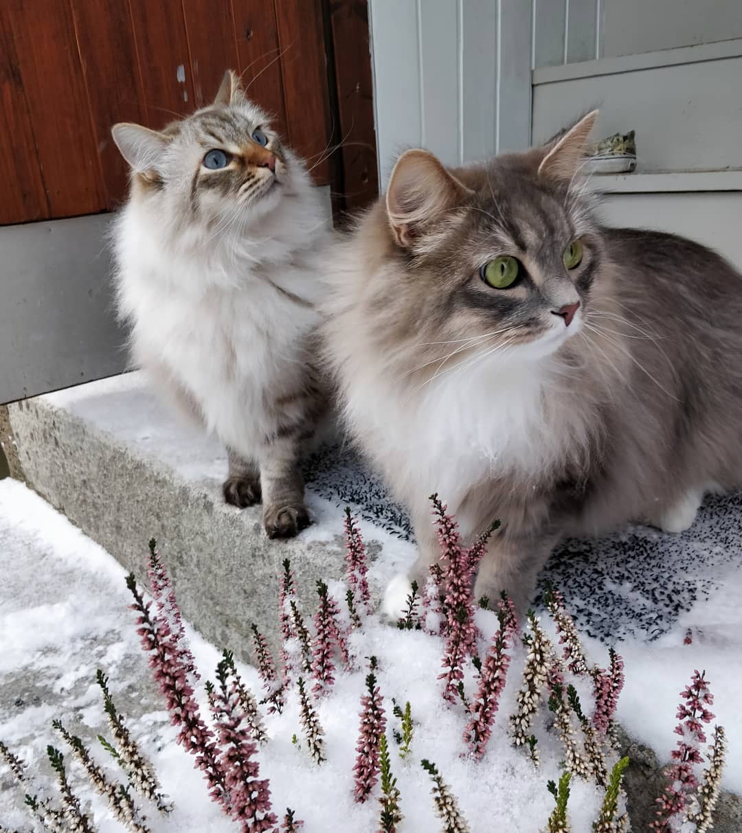 养猫维生素可以用什么代替,给猫补充维生素b2什么样子的