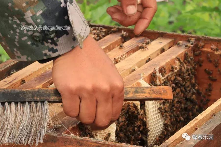 蜂蜜固然甜！可谁知蜂农背后的艰辛