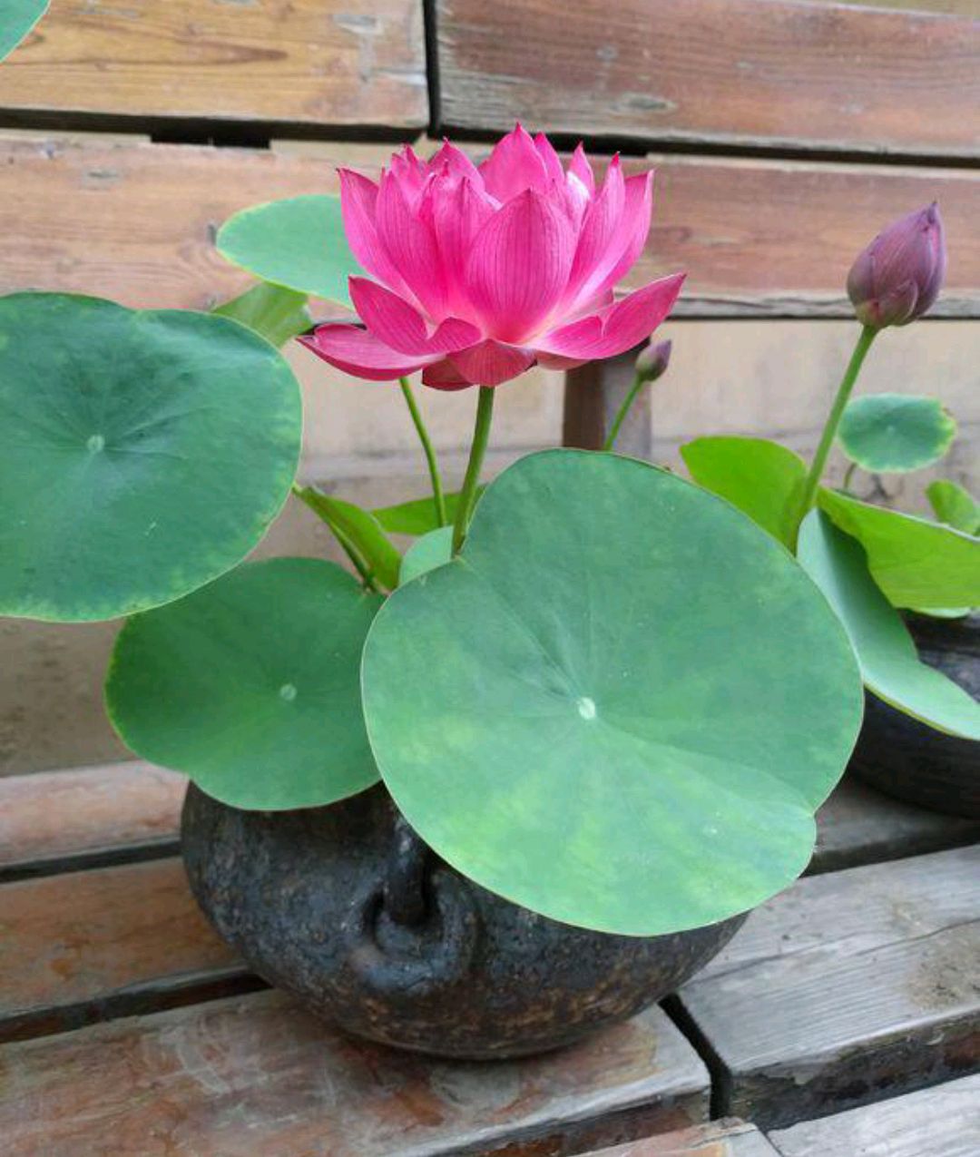 好养的盆栽花卉排名前十,盆栽花比较好养的有哪些