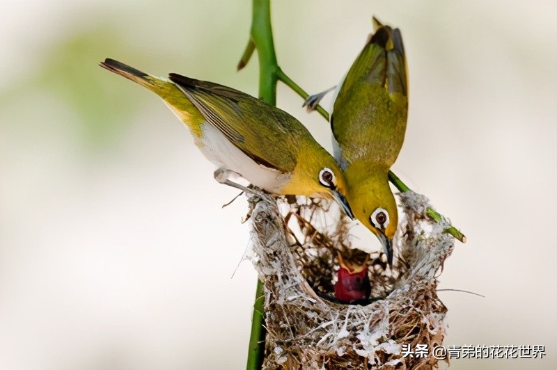 说说笼养鸟啄羽症的治疗