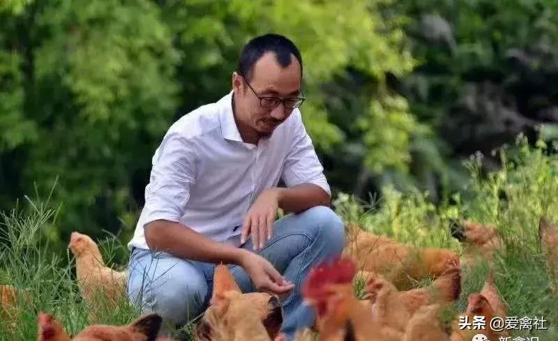 养鸡好挣钱吗,养鸡前景如何