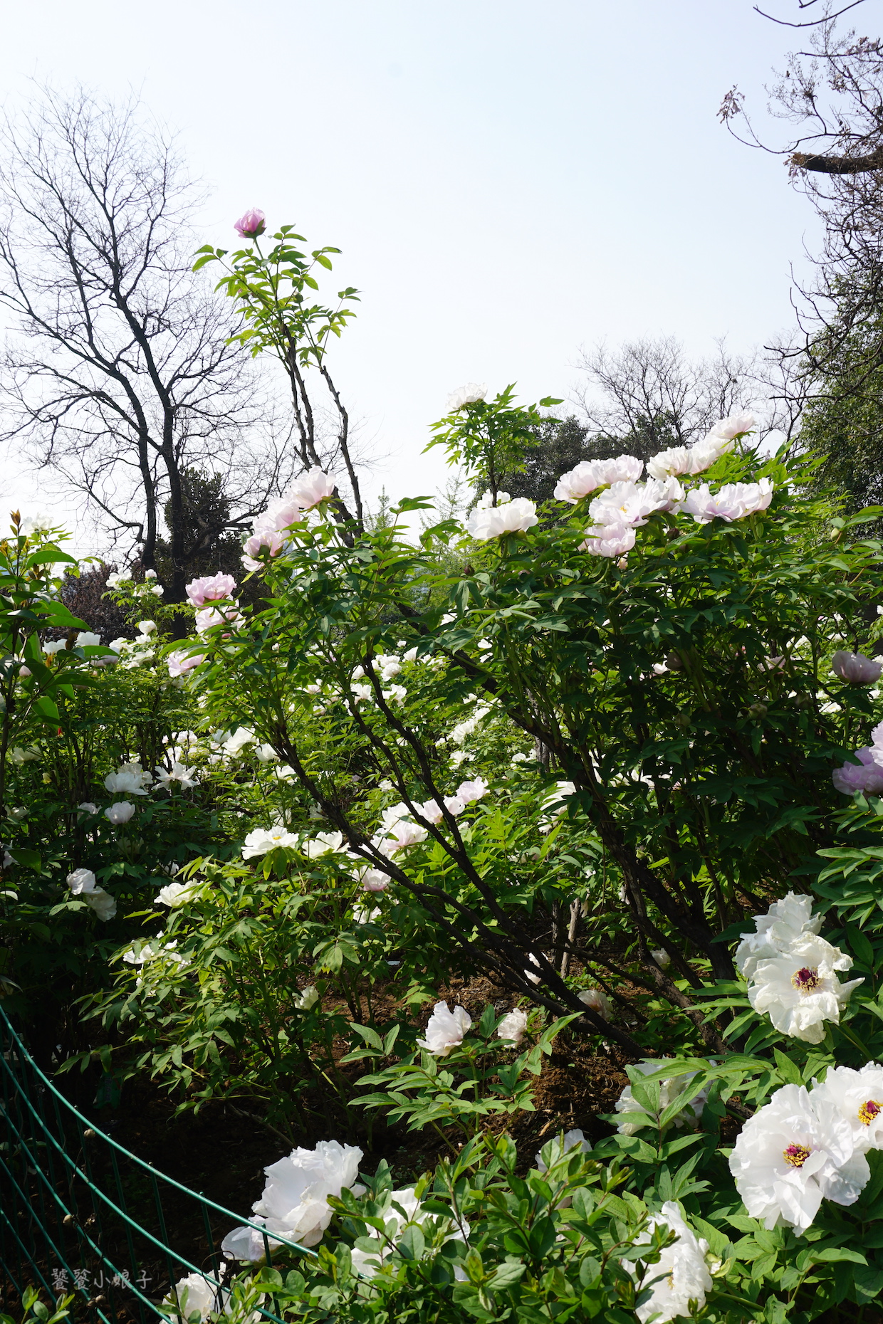 自驾游去洛阳看牡丹攻略,谁家牡丹甲天下