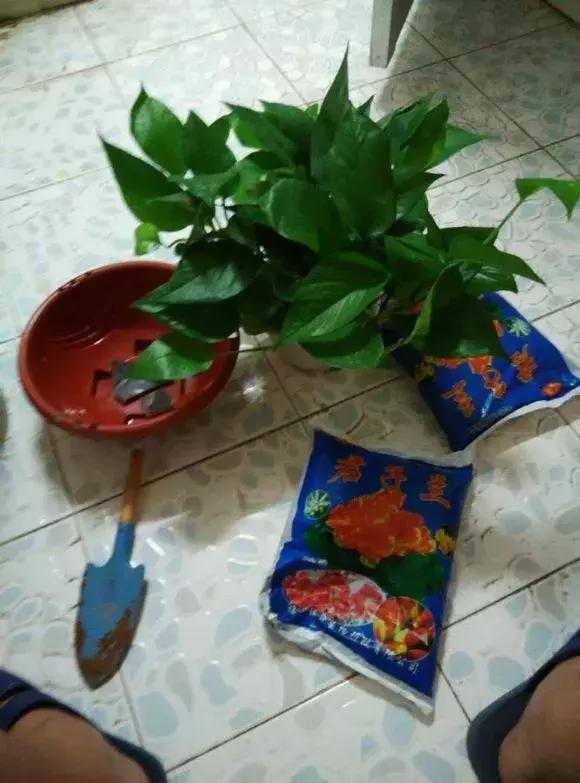 吊兰绿萝用什么土最好,绿萝吊兰盆栽多久施一次肥