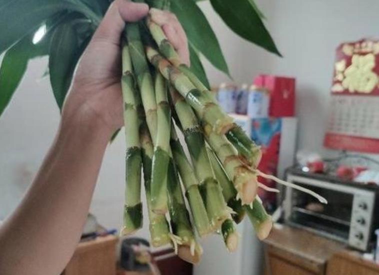 神仙水是不是智商税网红爆款,神仙水是不是智商税