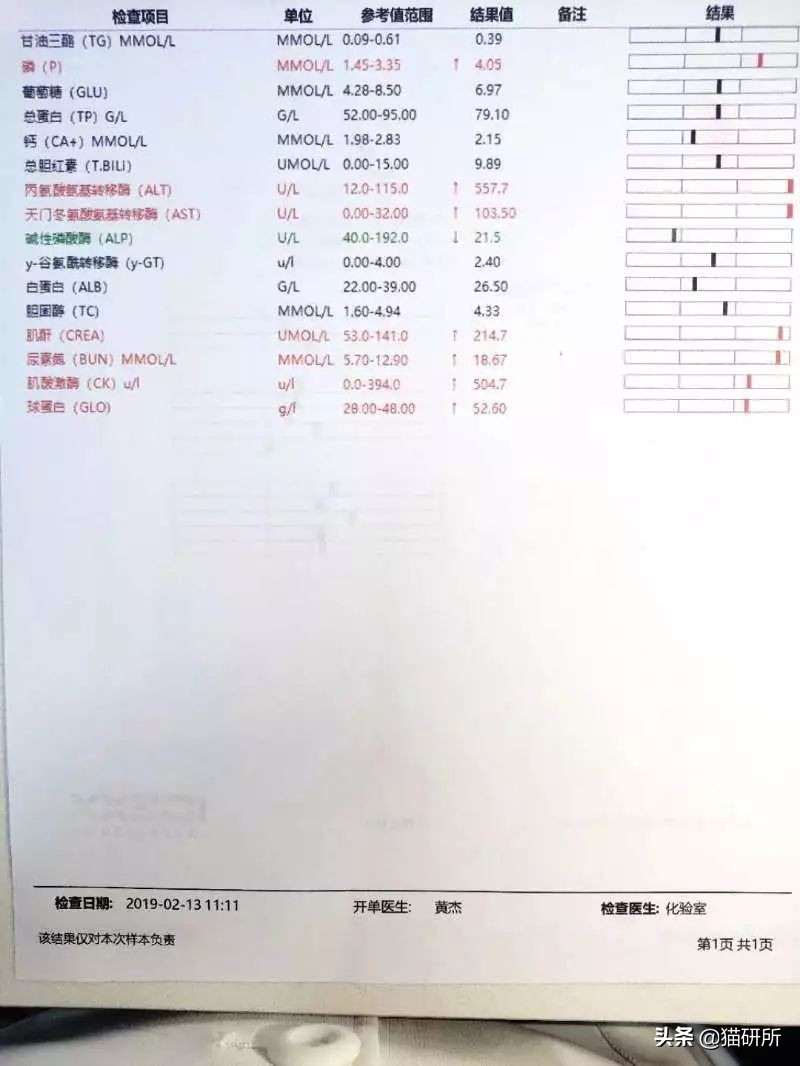 猫咪呕吐一般是什么原因导致的,导致猫咪呕吐的3大原因