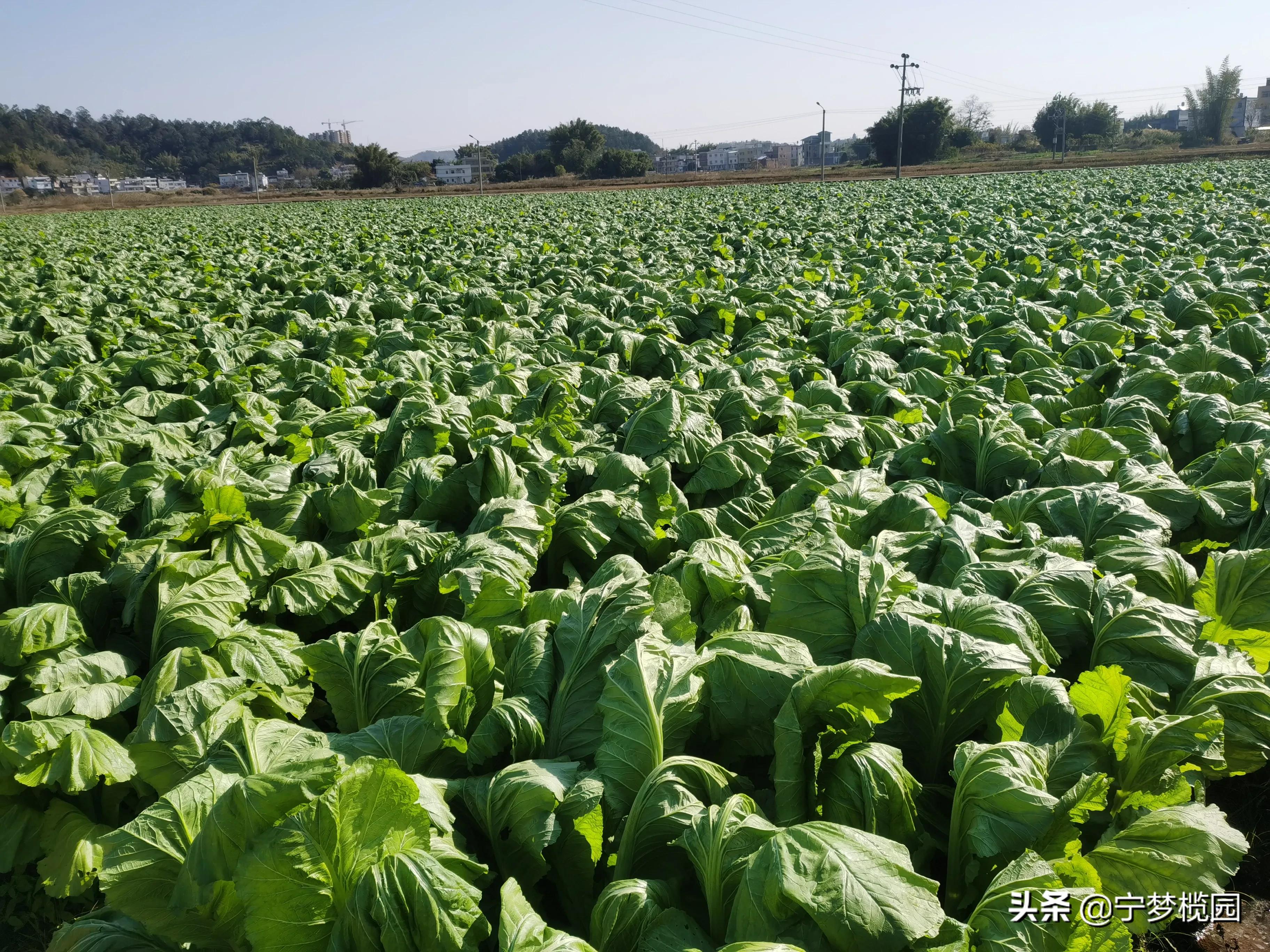 浓浓的乡情，甜美的乡貌一一感受五华华城“状元福地·古邑新城”