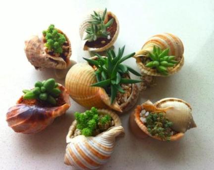 夏天耐热露天最好养的多肉,冬天夏天不用搬回室内养的多肉