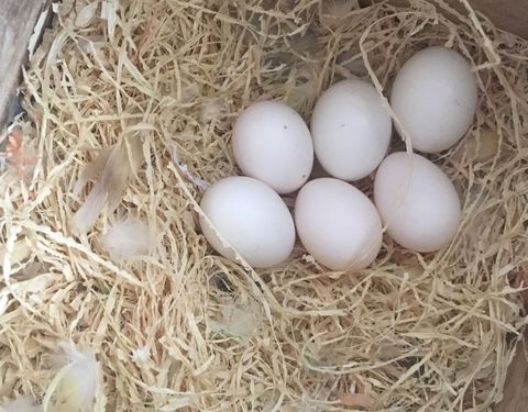 牡丹鹦鹉从饲养到繁殖全过程,家养牡丹鹦鹉不到处拉粑粑吗