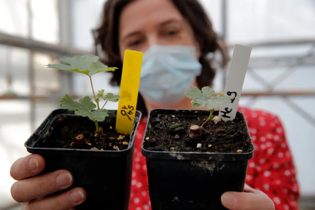 富隆柏图斯双旗红酒怎么样,富隆柏图斯双旗圣达美隆红葡萄酒