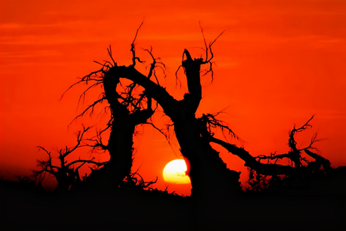 艺术家朗诵不朽的胡杨,千年不朽的胡杨