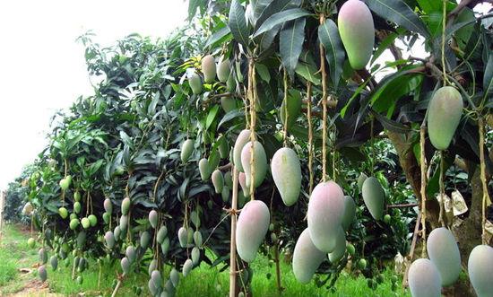 芒果流胶病用什么药治疗最好,芒果树流胶病怎么治理