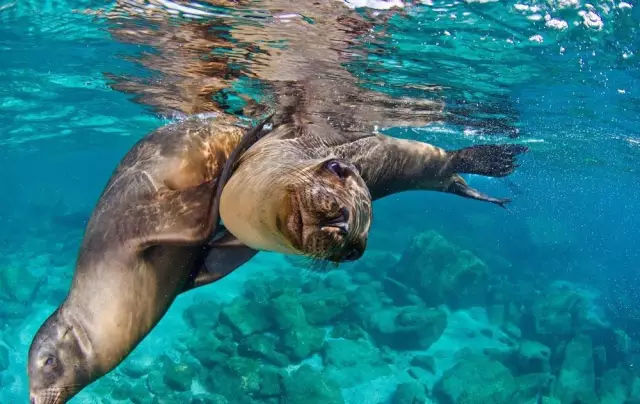 它土圆肥，却是出了名的网红