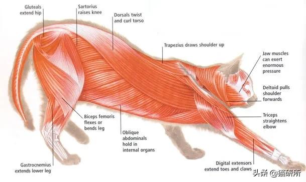 猫咪绝育正切好还是侧切好,猫咪绝育手术局麻好还是全麻好