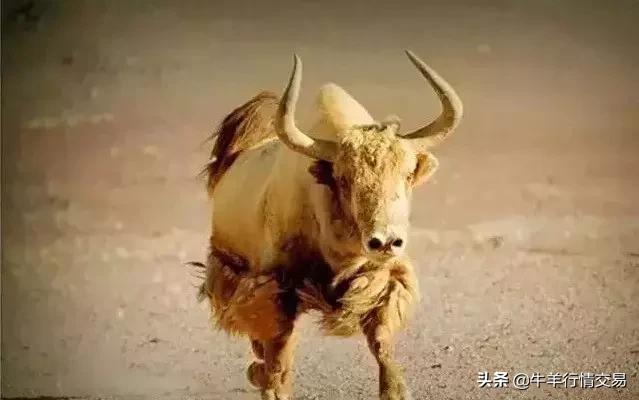 牛常见品种有哪些,牛的品种介绍及图片