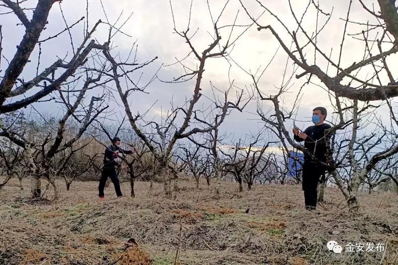 防疫春耕两不误，金安处处有期寄！