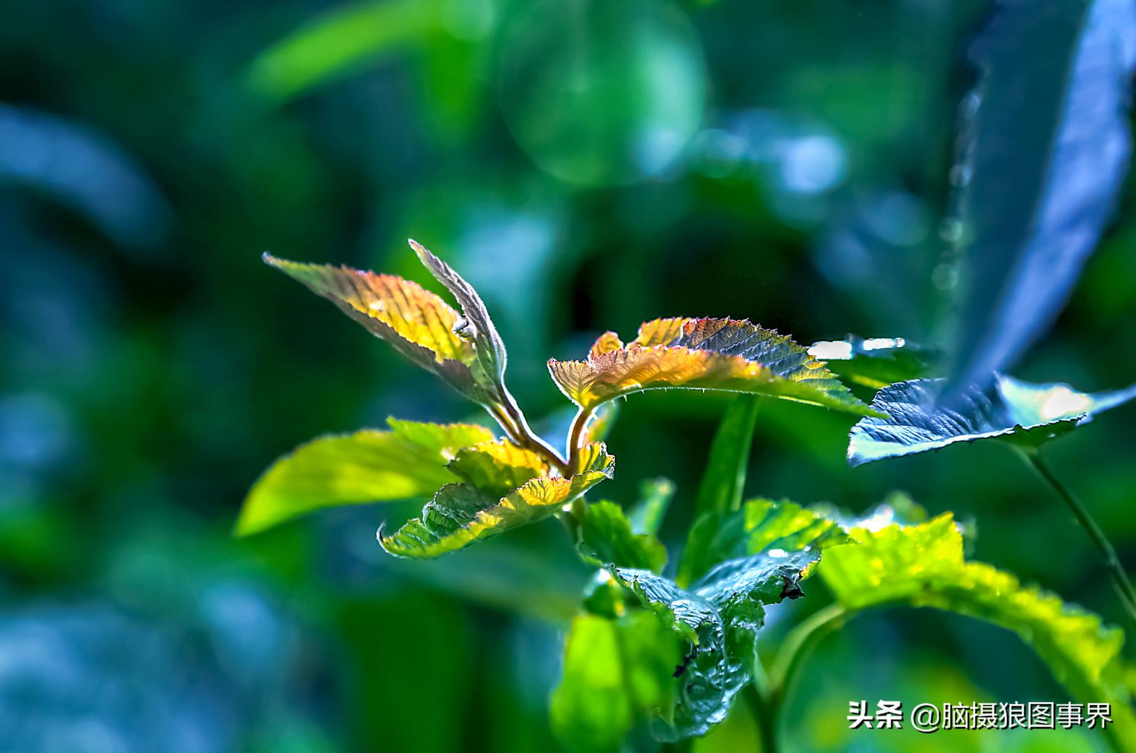 春天拍摄的绿叶怎么拍,春天的花朵怎么拍摄照片