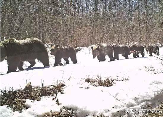 棕熊vs北极熊哪个厉害,北极熊vs棕熊一只棕熊得了白化病