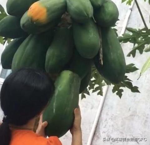 木瓜树结果又大又多，为啥还那么贵？得知原因：扎心了