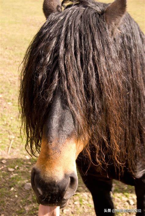 对有毛的动物恐惧心理,对任何动物都害怕