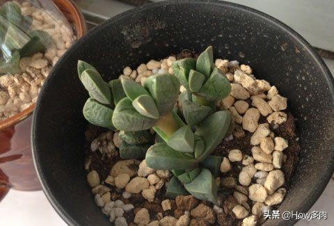 多肉植物鹿角梅的图片,敦实的多肉