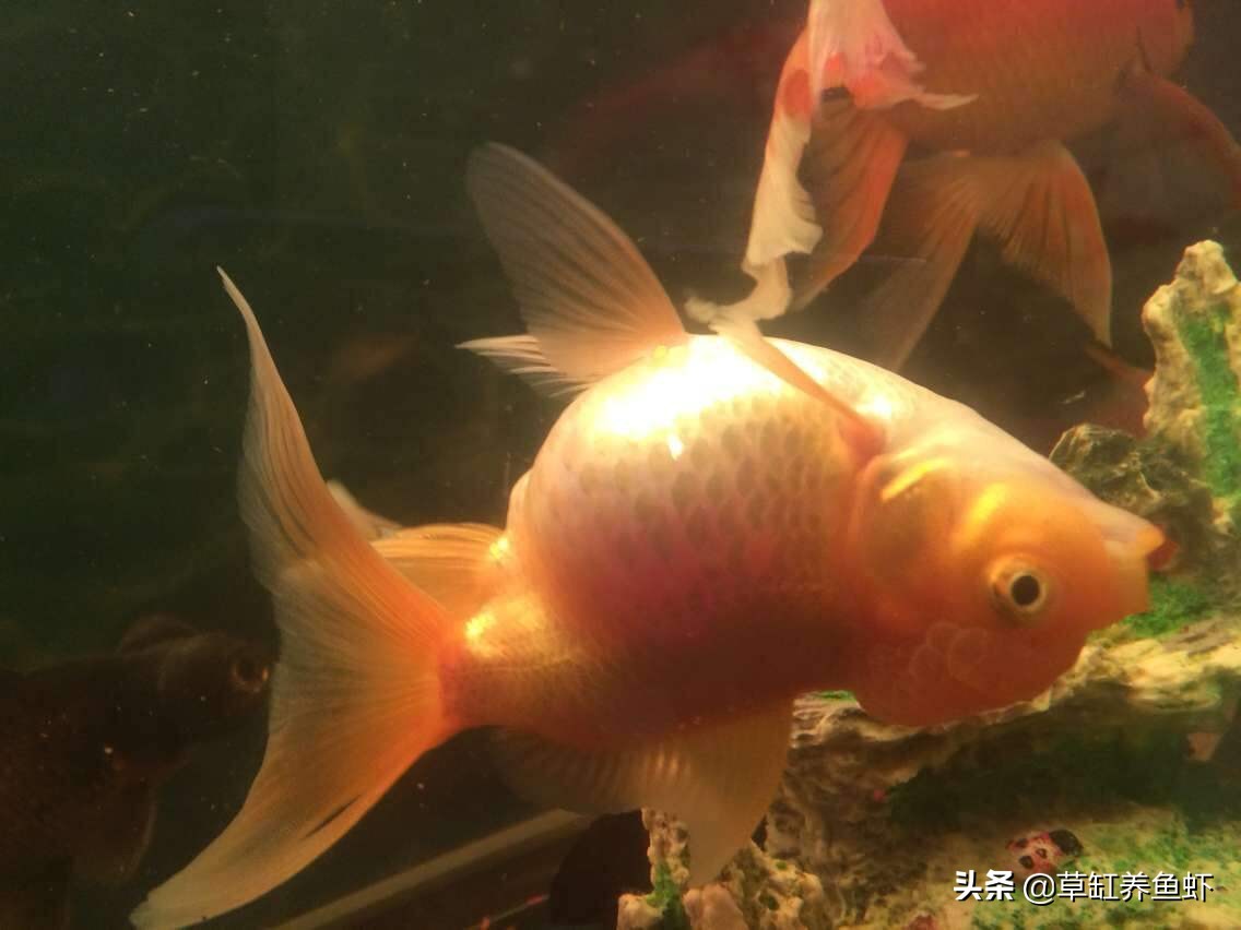 小缸养金鱼怎么才能养好,小缸养金鱼要注意点什么