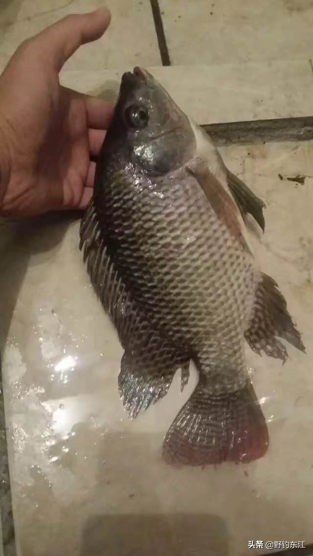 鱼竿和我的匆匆那年