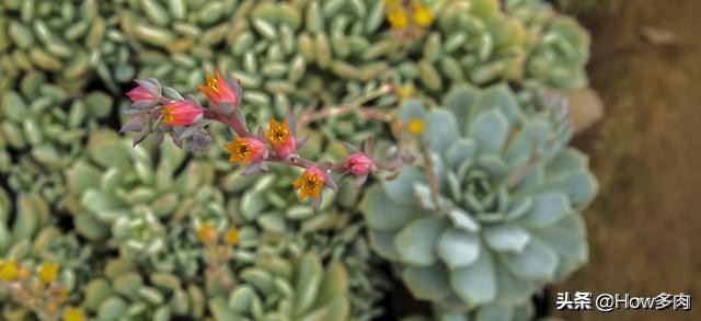夏天耐热遮阳植物盆栽,夏天闷热天气植物