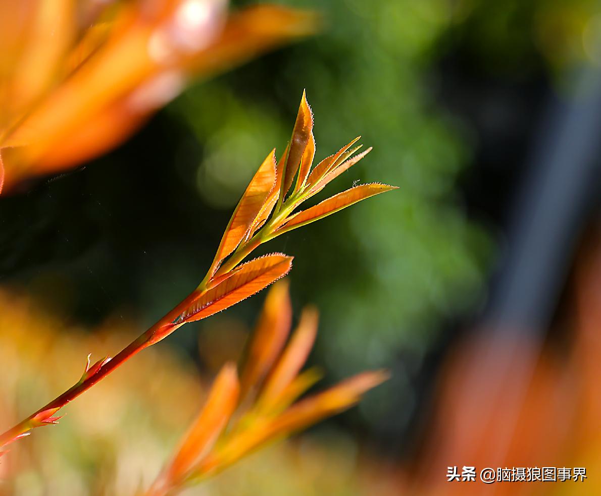 春天拍摄的绿叶怎么拍,春天的花朵怎么拍摄照片