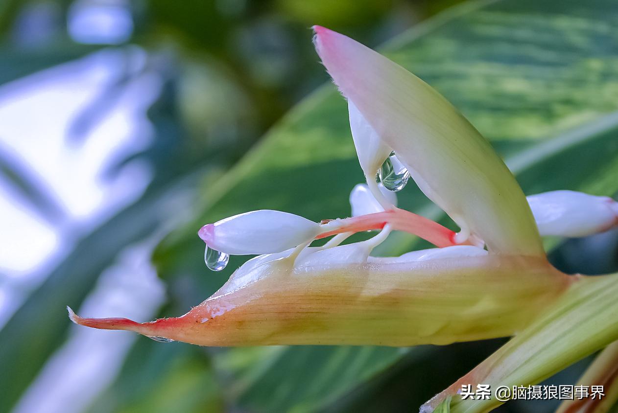 佳能18-55mm镜头，能拍出浅景深的花卉照片吗？如何拍摄？