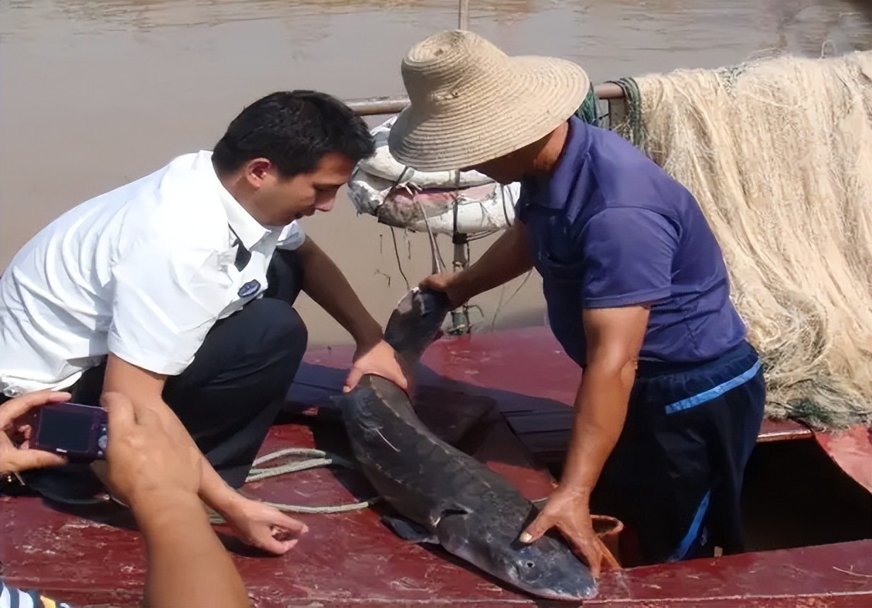 蓝色大龙渔民误捕5条中华鲟放生,渔民误捕野生中华鲟放生