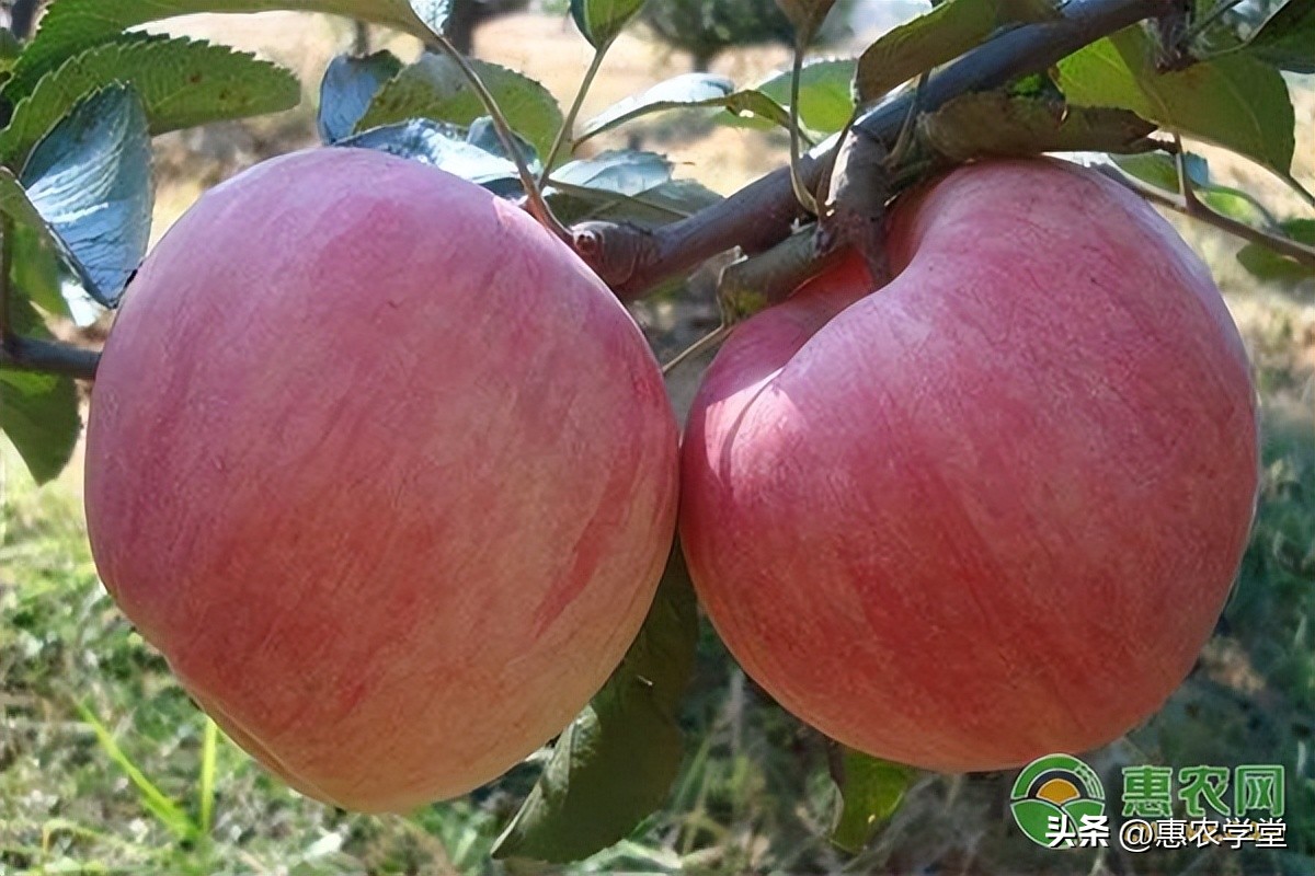 红富士苹果多少钱一斤,冷库红富士苹果产地行情