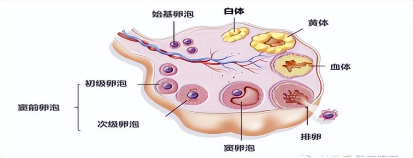 秦皇岛市第一医院生殖医学,秦皇岛第一医院生殖科怎么样
