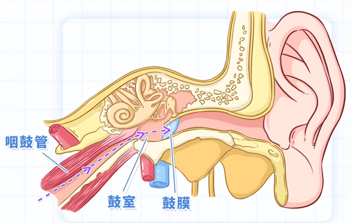 擤鼻涕太用力会导致耳膜破裂？