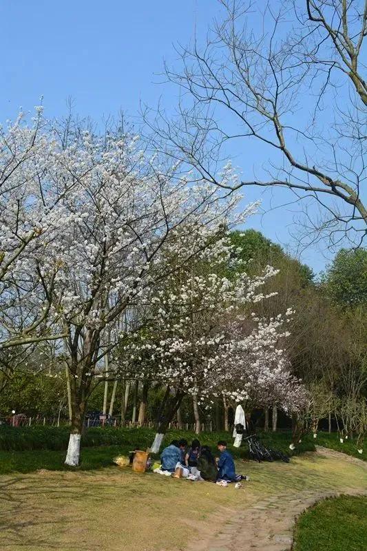 大草坪放风筝,草坪大风筝