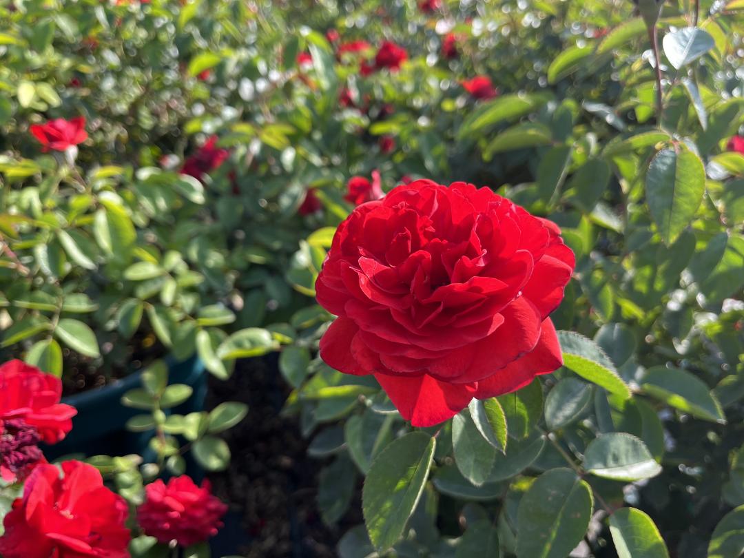 全国四大月季基地,上千亩种植基地