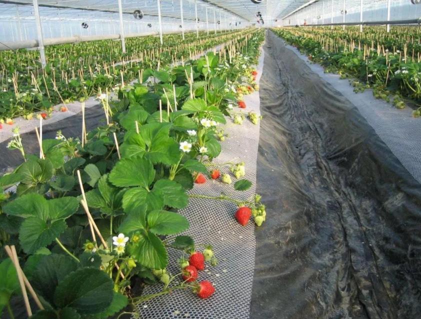 日本人租山东1500亩地赚钱了吗,日本人在山东租地1500亩闲置5年