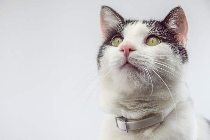 消除“跳蚤”效果不佳的3种方法!正确的预防方法