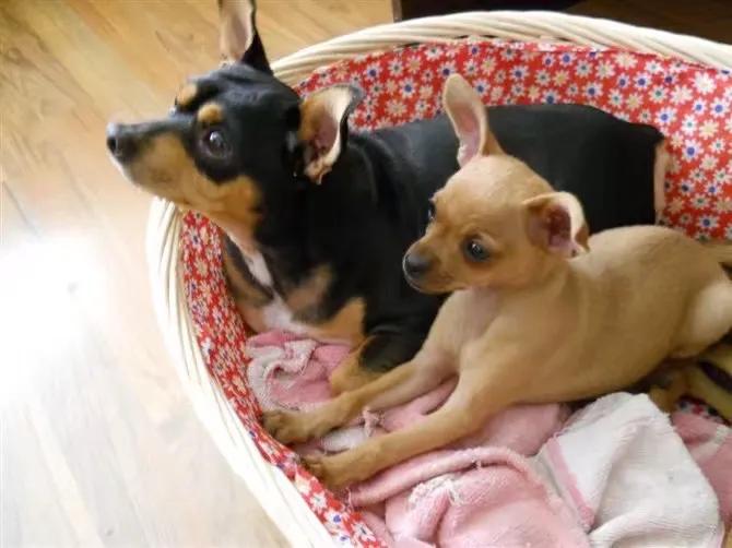 狗狗耳道清洁的正确方法,狗狗的卫生怎样打理