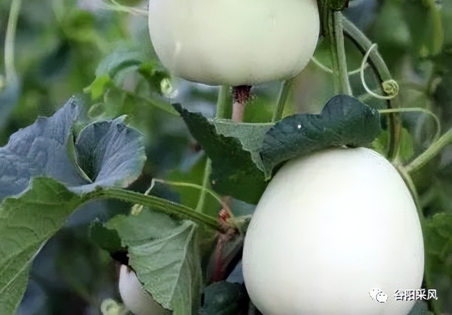 固镇美味香喷喷的小香瓜,话说固镇之722）