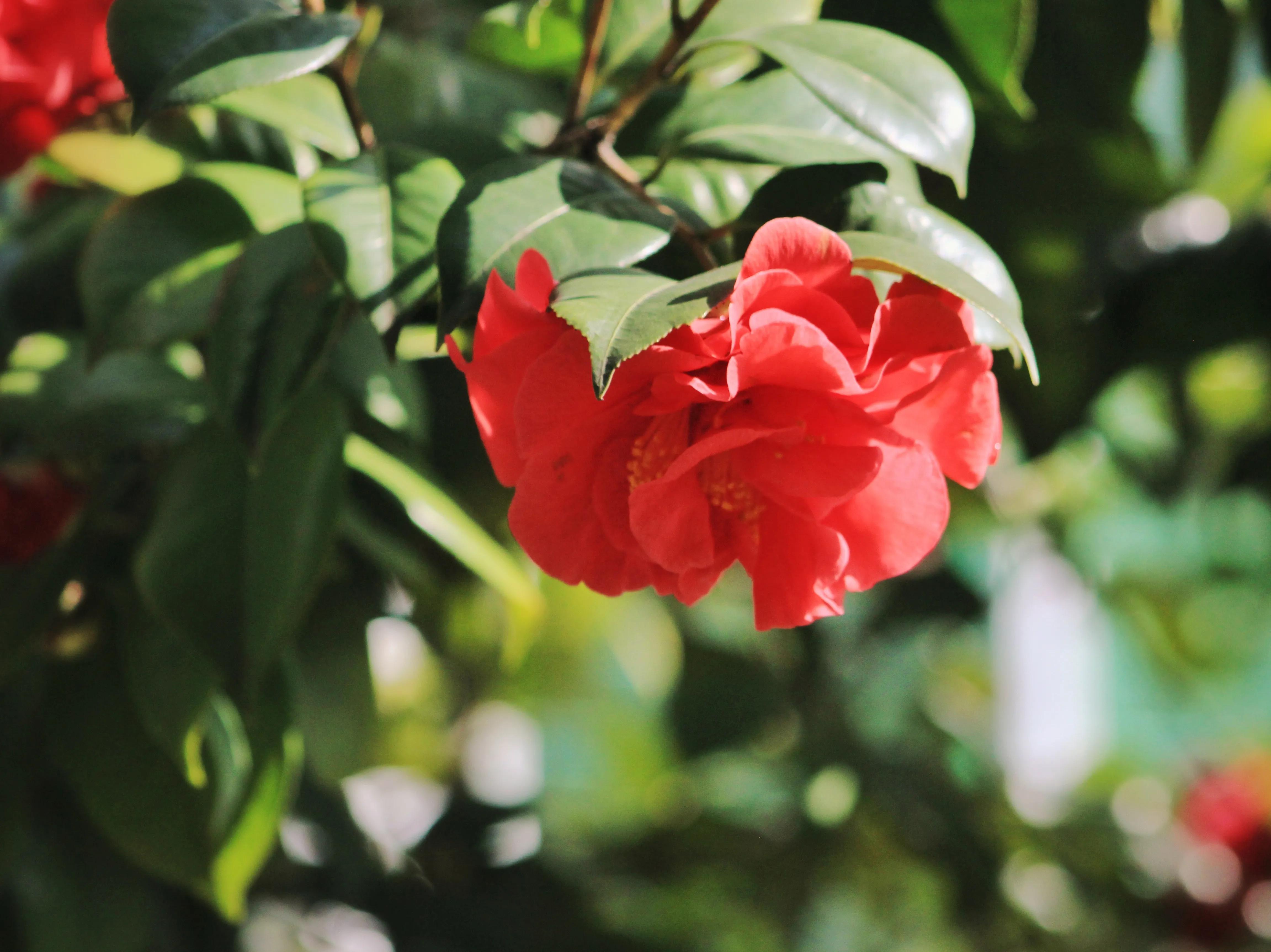 花卉茶花,花卉茶花苗