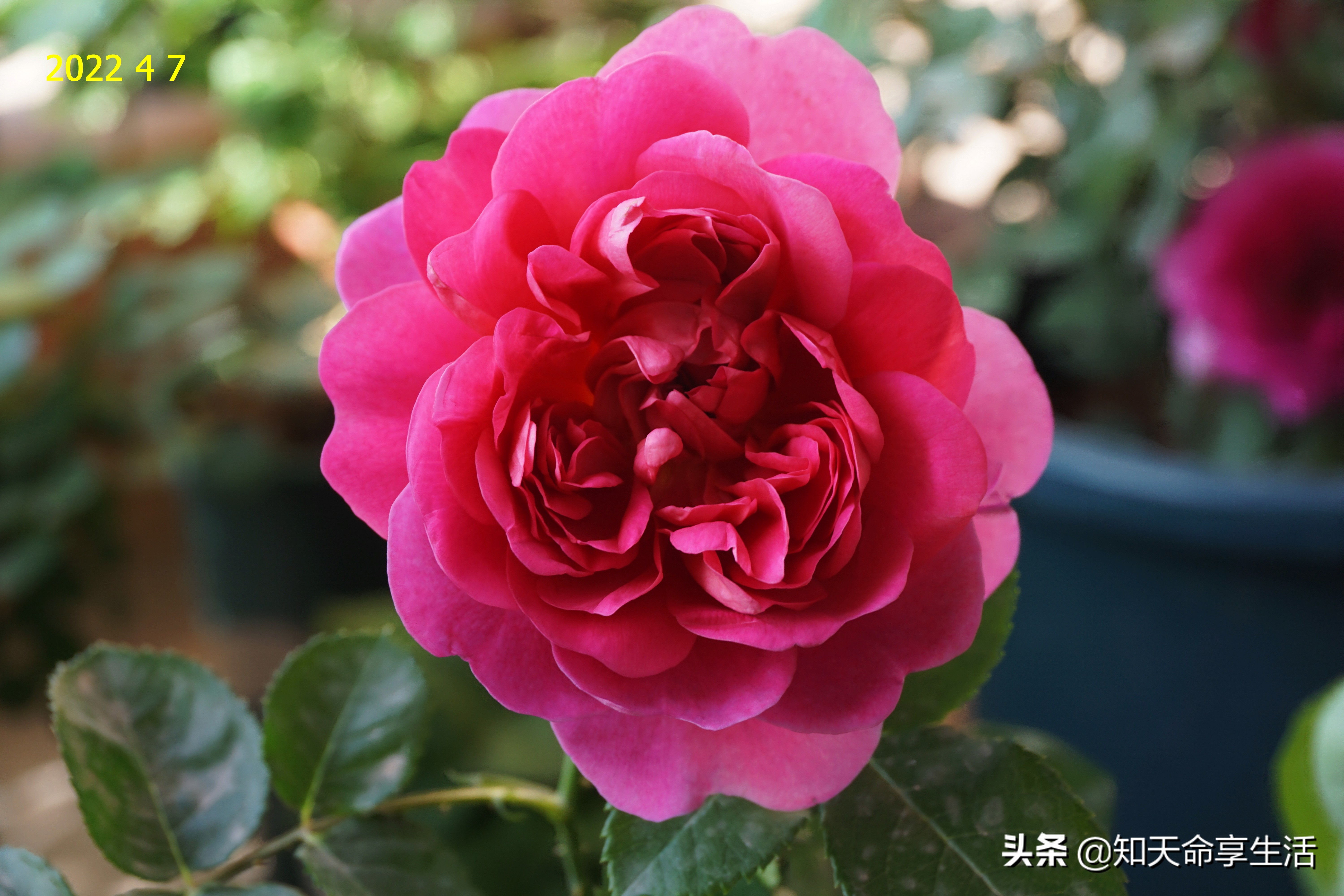 安妮公主月季大全,安妮公主英国玫瑰月季