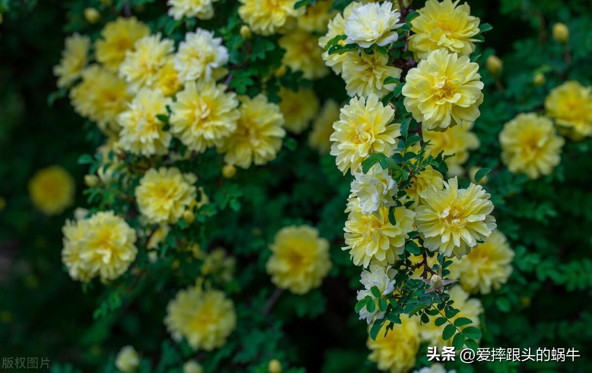 生如夏花灿烂的时候,生如夏花绚烂绽放歌曲视频