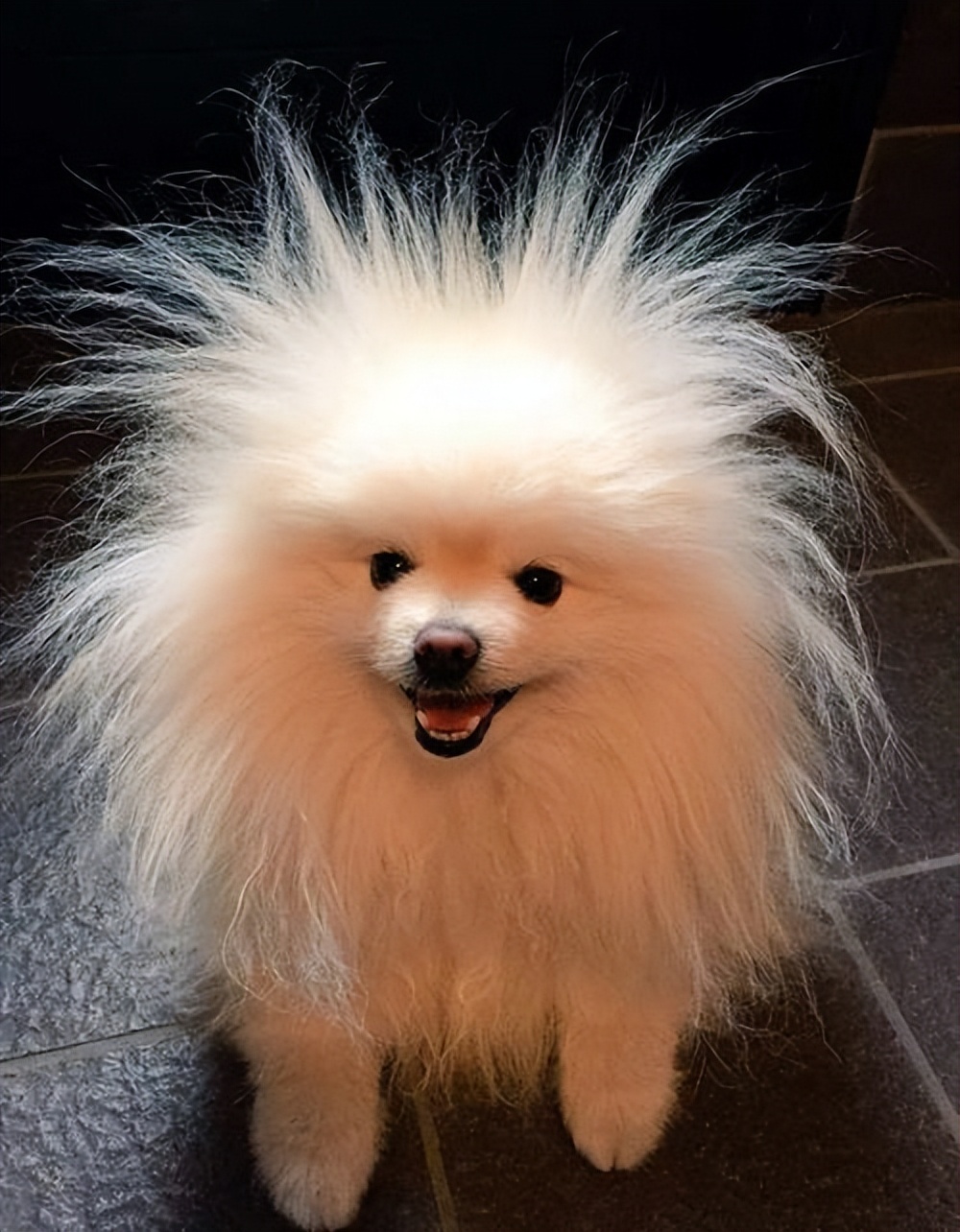 如何挑小狗不会挑到病狗,狗市挑狗的注意事项