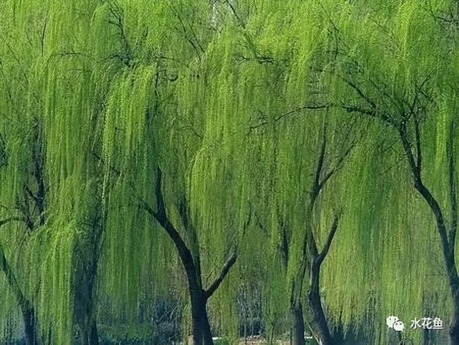 12种水产病害防治,你对水产动物病害的初步认识