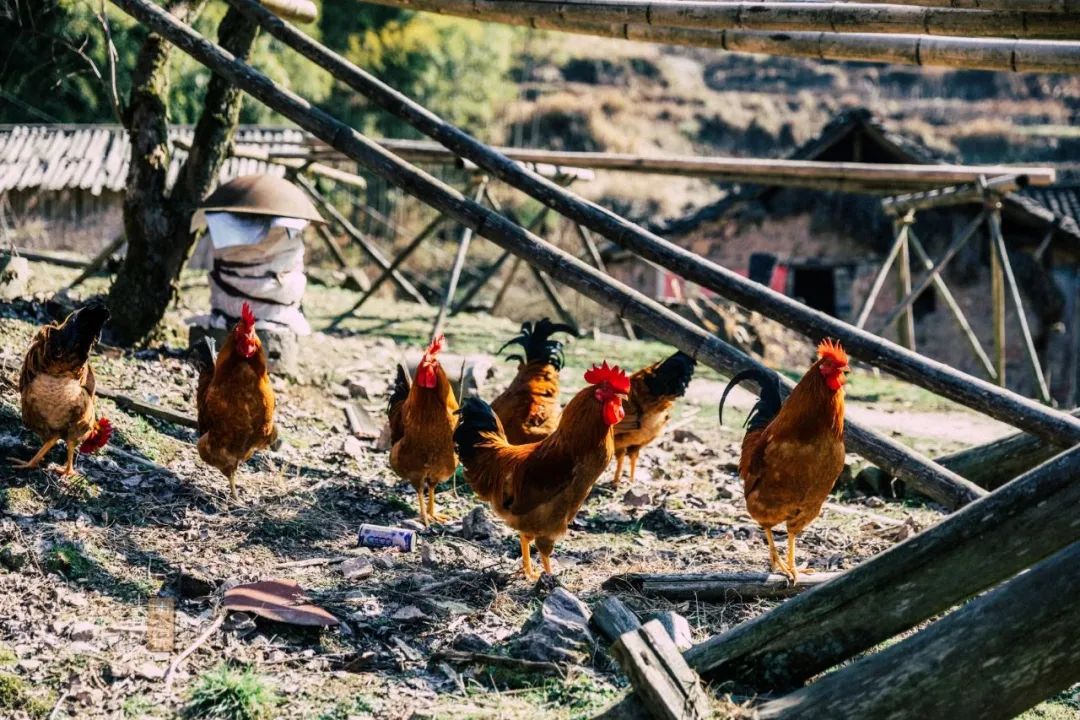 鍏泜绉樺,浠欏眳鍏泜绉樺